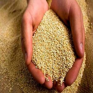 Quinoa biologique de qualité supérieure, grain de quinoa conventionnel, en vente - Product Image 1