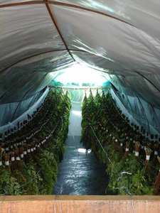 Secado natural crudo de hojas de Moringa Hoja seca de Moringa para la venta - Product Image 5