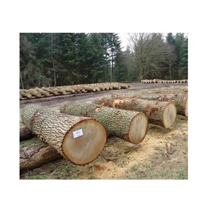 High-Quality <b>Oak</b> Timber Logs - Construction, Furniture, and Decoration - Product Image 2