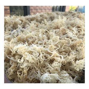 Nueva temporada Crop Natural Dry Eucheuma Cottonii, Irish Seamoss con varios tipos de humedad listo para exportar, Hot Sales Irish Seamoss - Product Image 4