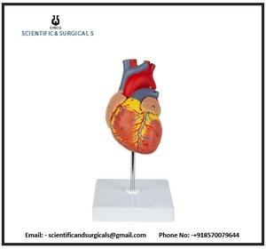 CISCO estudiante educativo corazón humano y Torso modelo tamaño real 2 piezas de plástico - Product Image 3