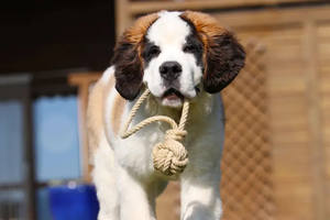 Juguetes de Cuerda de Cáñamo Diseñados para Jugar a Lanzar y Tirar, Ayudan a Reducir el Estrés y Favorecer el Cuidado Bucal, de HOANG LINH SG, Vietnam - Product Image 3