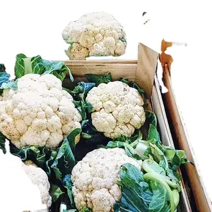 Venta al por mayor a granel California Royal IQF verduras mixtas congeladas de tipos brócoli zanahoria coliflor