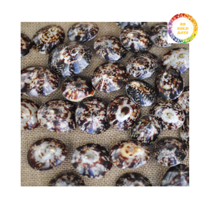 Conchas de limpiaparabrisas al por mayor, accesorios para decoración de paredes con conchas, material para manualidades - Product Image 6