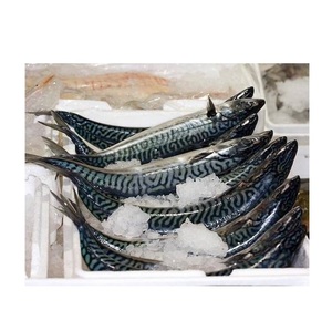 Mayorista con el Mejor Precio de Pescado Caballa Española Congelada Entera - Baja en Sal y Orgánica - Product Image 1