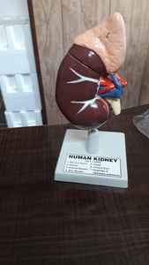 Mayalab วัสดุใยแก้วแบบจำลองไตของมนุษย์วิทยาศาสตร์การแพทย์ - Product Image 2