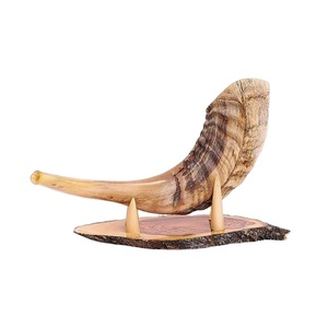 Jewish Shofar Horn From Israel Authentic Polished Shofar Size 30 cm - 35 cm 11.8 Inch - 13.77 Inch - Product Image 1
