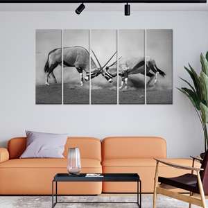 Impression sur toile Monochrome Oryx Antelope Fight : Art de la faune africaine, toile enveloppée 5P - Product Image 1