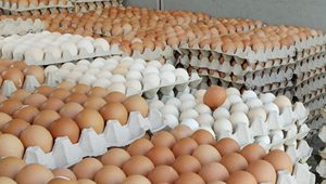 Farm Fresh Chicken Table Eggs <b>White</b> Shell Chicken Eggs in Brazil Style Color <b>Shelf</b> Origin For Sale In Cheap Price - Product Image 4