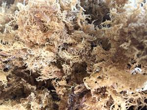 Dried Golden <b>Sea</b> <b>Moss</b> From Vietnam/Wholesale Dried Eucheuma Cottonii Golden Color Cheap Price Standard Export - Product Image 3