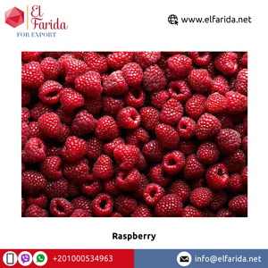 Số lượng lớn Số lượng Nhà cung cấp từ Ai Cập 100% tinh khiết và tự nhiên ngọt ngào và ngon quả mọng tươi Quả mâm xôi ở mức giá tốt - Product Image 5