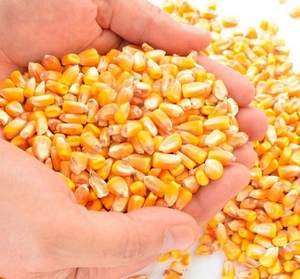 Fresh Yellow Maize <b>Grain</b> for Human Consumption & Animal Feed - Product Image 2