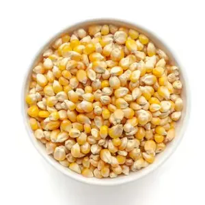 Poultry Feed Indian Yellow Corn Maize For Animal Feed Yellow Corn For Export Quality Available From India