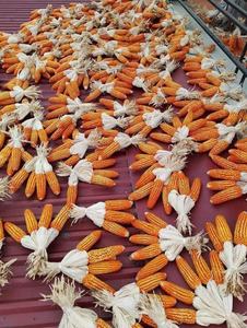 Handmade decorative dried corn, perfect for eco-friendly <b>home</b> <b>decor</b>, autumn celebrations, and <b>rustic</b> event styling. - Product Image 6