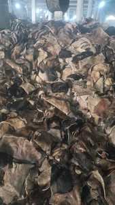 Découpe de cuir de peau de vache biologique de haute qualité pour les industries de fabrication de ceintures de chaussures de rembourrage de meubles - Product Image 2