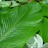 FEUILLES DE DONG CONGELÉES DU VIETNAMIEN-EMBALLAGE DE HAUTE QUALITÉ POUR PLATS TRADITIONNELS ASIATIQUES/FEUILLE À BAS PRIX POUR VOTRE GÂTEAU
