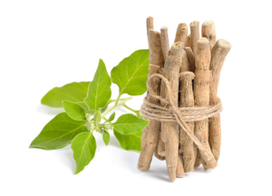 Capsules d'Ashwagandha, extrait pur d'Ashwagandha soluble dans l'eau, cultivé à l'état sauvage, lactone d'aubergine ivre, 500g, marque YM, <span class=keywords><strong>SAIER</strong></span> BIOTECH - Product Image 3