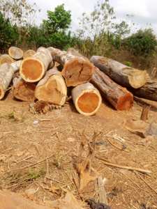 Vente en gros de bois d'acacia massif naturel, bois de construction pour villas, design contemporain, plus de 5 ans - Product Image 2