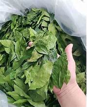 INGREDIENTE HERBAL LIMPIO DE HOJAS DE CLAUSENA INDICA SECAS NATURALES PARA EL TÉ SALUDABLE DEFENSA INMUNE Y BIENESTAR DIARIO - Product Image 3