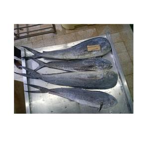 Bonne Qualité Mahi Mahi Poisson Prix de Gros Congelé Rond Entier en Vrac Frais Stock au Prix de Gros avec Livraison Rapide - Product Image 6