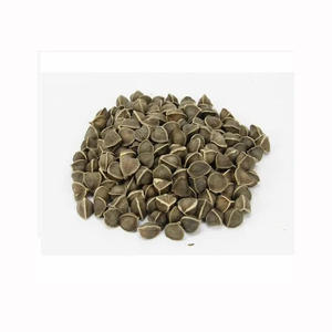 High Quality Organic <b>Moringa</b> Oleifera <b>Seeds</b> Wild Cultivation Herbal Extract 100% Purity Cosmetic Use - Product Image 2