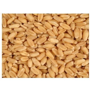 Grains de blé à vendre, frais, purs, de qualité supérieure, disponibles pour les commandes en gros, la vente en gros et l'exportation mondiale - Product Image 3