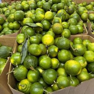 Clementines fraîches de qualité supérieure - Classe I Sans pépins Faciles à peler - Mandarines sucrées à haute teneur en Brix Qualité d'exportation Vente en gros - Product Image 6