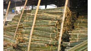 เสาไม้ไผ่สำหรับตกแต่งและจัดสวนอย่างยั่งยืน - Product Image 3