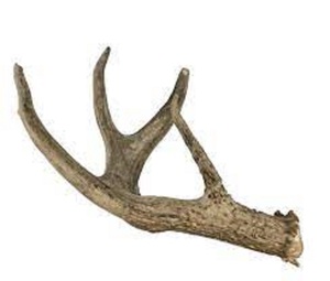 Capsules d'antlers de bétail entiers de qualité supérieure, naturellement perdus - Velours de cerf naturel à vendre - Product Image 6