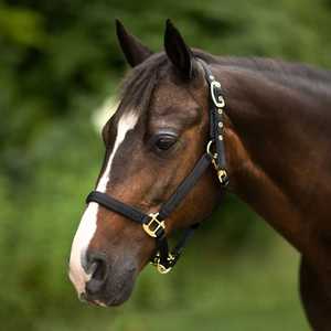 Custom Full Cob Sizes Comfortable Durable Nylon Horse <b>Halter</b> Colorful Patterned Design English Saddle Style Adjustable KGN - Product Image 4