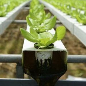 Laitue verte fraîche 10% mûre à l'origine en vente - Product Image 5