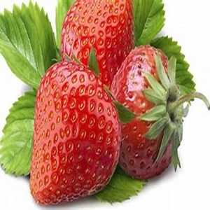 Fresas naturales y saludables a la venta a precios de granja - Product Image 4