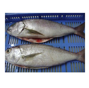 Poisson snapper blanc congelé à prix avantageux, achat en gros, exportateur de fruits de mer - Product Image 5
