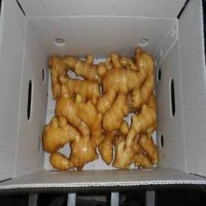 Nueva Fábrica de Jengibre, Proveedor de Jengibre Fresco a Bajo Precio, Directo de Fábrica, en Venta - Product Image 1