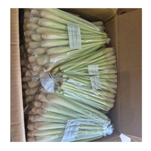 แท่งตะไคร้แช่แข็งคุณภาพเยี่ยมจากเวียดนาม - Product Image 1