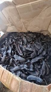 Gleditsia vietnamienne Gousses de soapberry et produits agricoles séchés au miel de criquet - Product Image 2