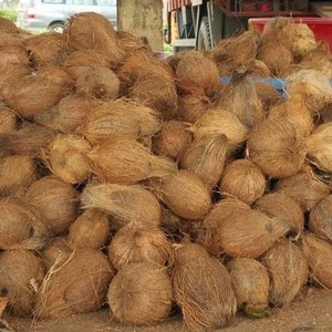 VENTE Noix de coco fraîches de Thaïlande Noix de coco biologiques Meilleur prix - Exportation mondiale Sans taxe Goût frais et sucré - Product Image 1