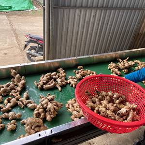 ขิงแห้งบดออร์แกนิค 99GD น้ำหนัก 0.5 กก. ราคาดีที่สุด อายุการเก็บรักษา 2 เดือน สำหรับเครื่องเทศ อาหารอินเดีย เอเชีย เวียดนาม ขายส่ง - Product Image 4