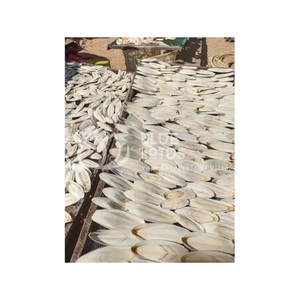 Mejore los entornos de sus mascotas con hueso de sepia Nuevos artículos 2024 hueso de sepia Perfecto para manualidades y cuidado de mascotas - Product Image 1