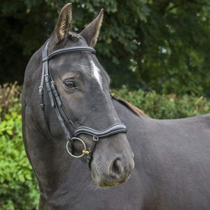 Brida para Caballo Ecosoft Finesse SidePull de Cuero Genuino - Diseño Personalizado, Logotipo Personalizado, Talla Personalizada, Color Negro - Product Image 4