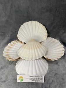 Sò điệp biển vỏ cho nhà hàng decorationoriginal 100% tự nhiên từ Việt Nam với giá cả cạnh tranh và chất lượng cao giá - Product Image 6