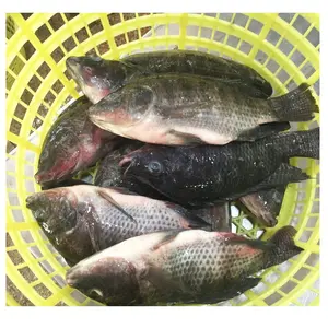 Süßwasser fisch Großhandels preis pro kg 800G Gefrorener Tilapia Ganzer Fisch