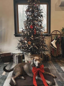 Guirnaldas para adornos Elementos esenciales de la decoración navideña - Product Image 3