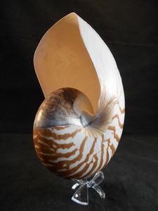 Coquillage Nautilus chambré durable avec motif en spirale pour les boutiques de souvenirs Décoration intérieure côtière et créations de coquillages artisanaux - Product Image 3