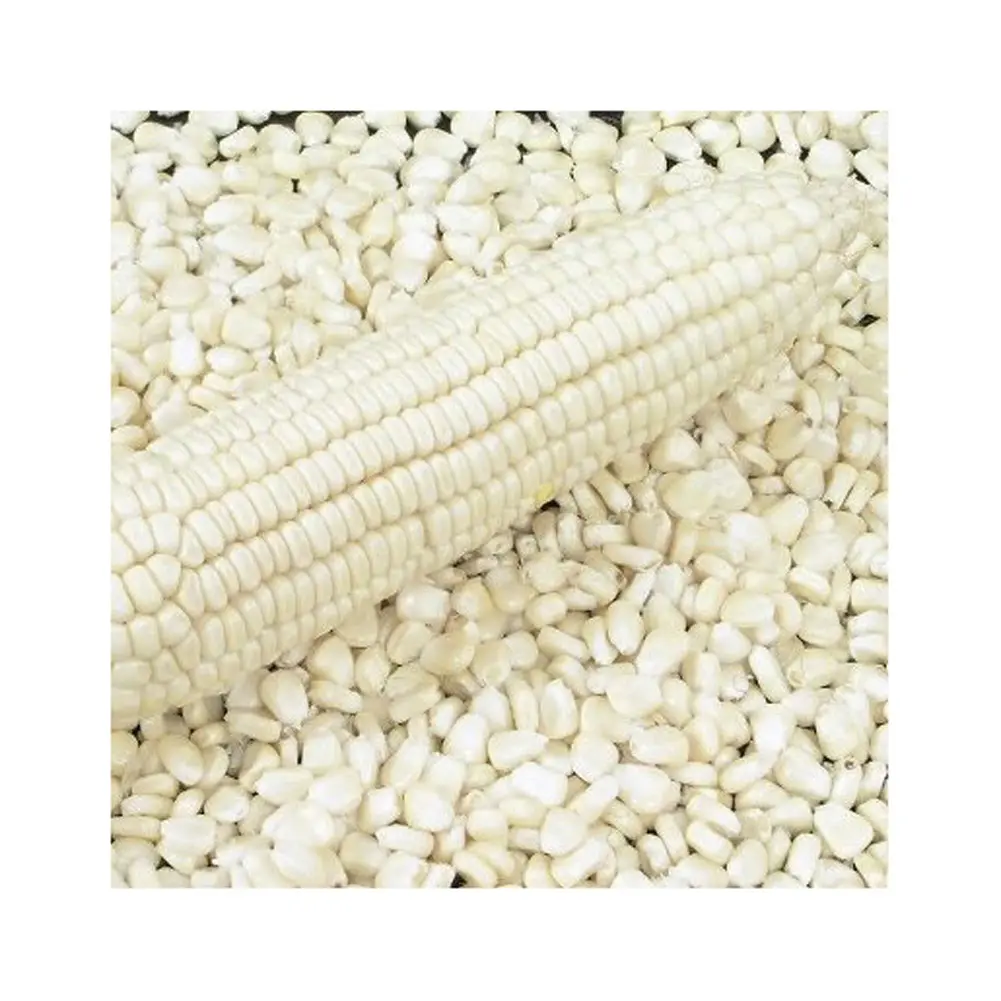 Grains de maïs jaunes séchés purs/maïs blanc