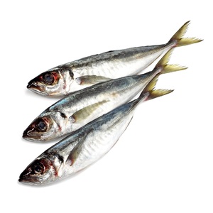 Mayorista con el Mejor Precio de Pescado Caballa Española Congelada Entera - Baja en Sal y Orgánica - Product Image 3