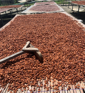 Les fèves de cacao, nouvelle culture de fèves de cacao fermentées - Product Image 1