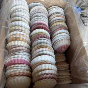 PROVEEDOR DE CONCHA DE MAR AL POR MAYOR DE VIETNAM-GRAN CALIDAD, GRAN PRECIO - Product Image 3