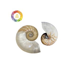 Conchas Nautilus Premium para la fabricación de joyas: artesanías naturales de alta calidad y arte de decoración único de 99 Gold Data Vietnam - Product Image 6