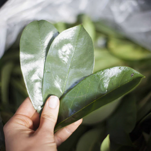 WHOLE DRIED SOURSOP LEAVES/HERBAL <b>BLEND</b> - Product Image 2